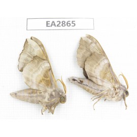 Sphingidae sp. China, Inner Mongolia, Hulunbeier, Mt.Daxinganling. 2Pcs. EA2865.