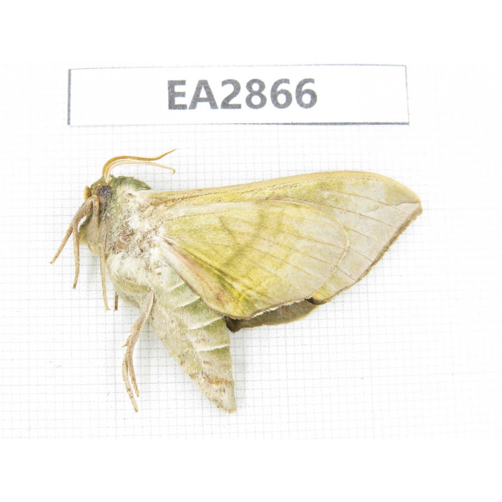 Sphingidae sp. China, Inner Mongolia, Hulunbeier, Mt.Daxinganling. 1Pcs. EA2866.