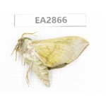 Sphingidae sp. China, Inner Mongolia, Hulunbeier, Mt.Daxinganling. 1Pcs. EA2866.