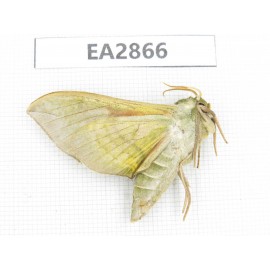 Sphingidae sp. China, Inner Mongolia, Hulunbeier, Mt.Daxinganling. 1Pcs. EA2866.