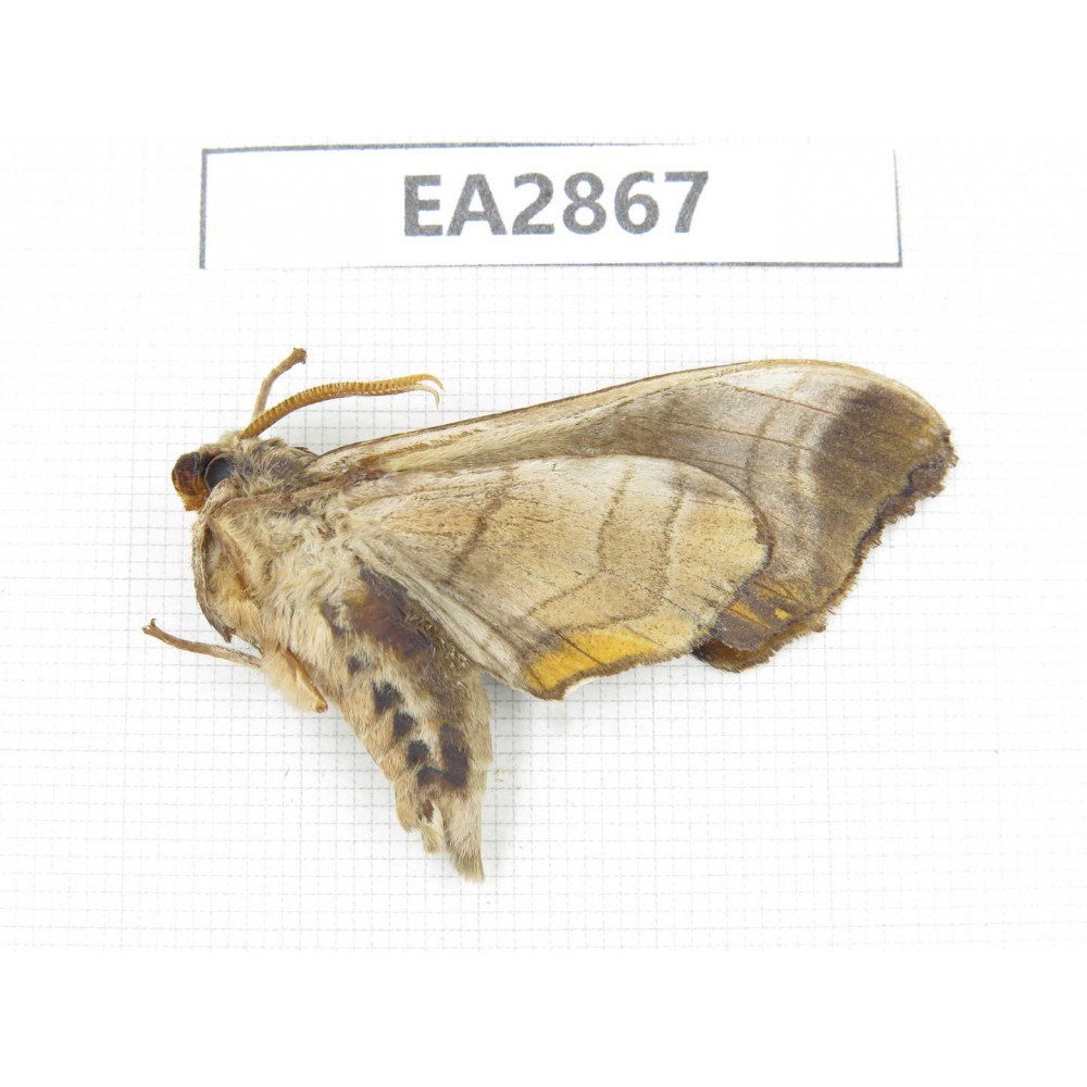Sphingidae sp. China, Inner Mongolia, Hulunbeier, Mt.Daxinganling. 1Pcs. EA2867.