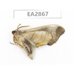 Sphingidae sp. China, Inner Mongolia, Hulunbeier, Mt.Daxinganling. 1Pcs. EA2867.
