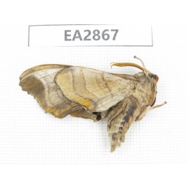 Sphingidae sp. China, Inner Mongolia, Hulunbeier, Mt.Daxinganling. 1Pcs. EA2867.