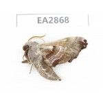 Sphingidae sp. China, Inner Mongolia, Hulunbeier, Mt.Daxinganling. 1Pcs. EA2868.