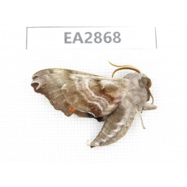 Sphingidae sp. China, Inner Mongolia, Hulunbeier, Mt.Daxinganling. 1Pcs. EA2868.
