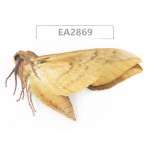 Sphingidae sp. China, Inner Mongolia, Hulunbeier, Mt.Daxinganling. 1Pcs. EA2869.