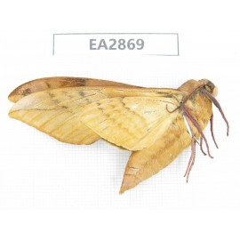 Sphingidae sp. China, Inner Mongolia, Hulunbeier, Mt.Daxinganling. 1Pcs. EA2869.