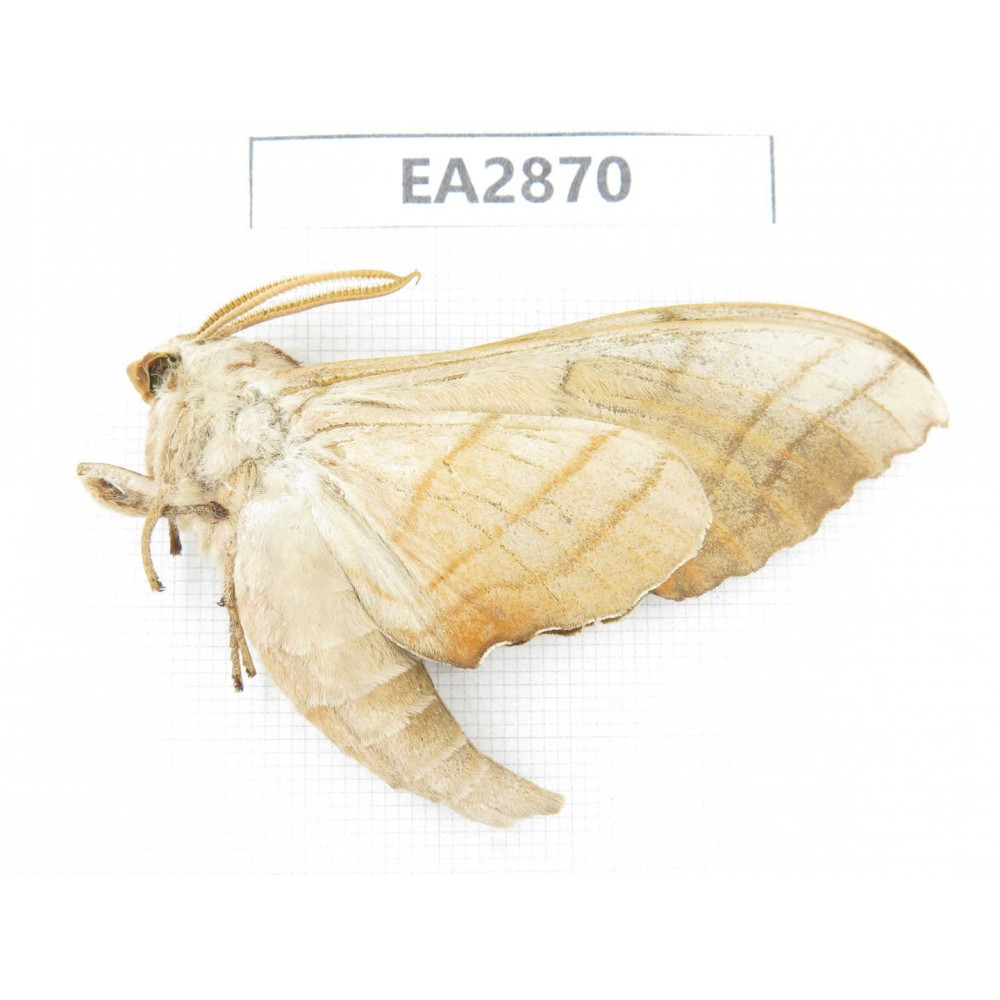 Sphingidae sp. China, Inner Mongolia, Hulunbeier, Mt.Daxinganling. 1Pcs. EA2870.