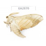 Sphingidae sp. China, Inner Mongolia, Hulunbeier, Mt.Daxinganling. 1Pcs. EA2870.