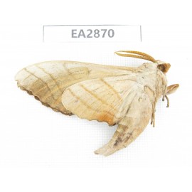 Sphingidae sp. China, Inner Mongolia, Hulunbeier, Mt.Daxinganling. 1Pcs. EA2870.