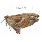 Sphingidae sp. China, Inner Mongolia, Hulunbeier, Mt.Daxinganling. 1Pcs. EA2871.