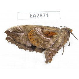 Sphingidae sp. China, Inner Mongolia, Hulunbeier, Mt.Daxinganling. 1Pcs. EA2871.