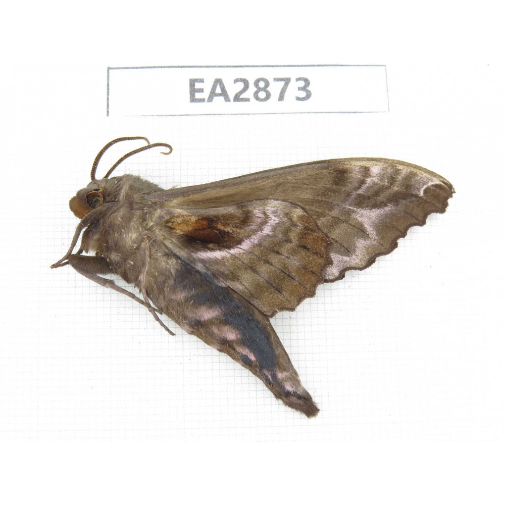 Sphingidae sp. China, Inner Mongolia, Hulunbeier, Mt.Daxinganling. 1Pcs. EA2873.