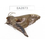 Sphingidae sp. China, Inner Mongolia, Hulunbeier, Mt.Daxinganling. 1Pcs. EA2873.