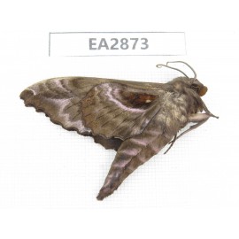 Sphingidae sp. China, Inner Mongolia, Hulunbeier, Mt.Daxinganling. 1Pcs. EA2873.