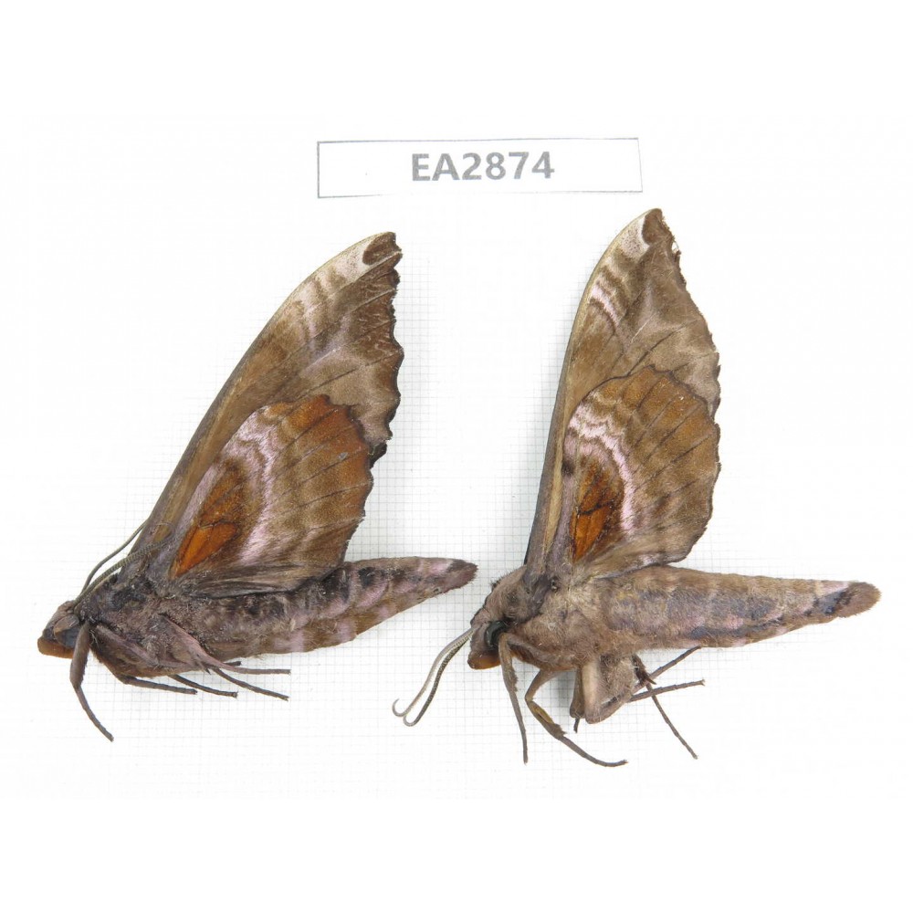 Sphingidae sp. China, Guizhou, Bijie area, Dafang county. 2Pcs. EA2874.