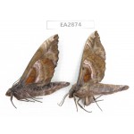 Sphingidae sp. China, Guizhou, Bijie area, Dafang county. 2Pcs. EA2874.