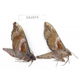Sphingidae sp. China, Guizhou, Bijie area, Dafang county. 2Pcs. EA2874.