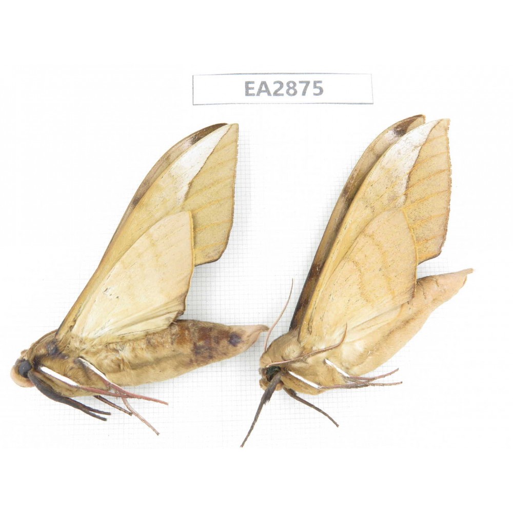 Sphingidae sp. China, Guizhou, Bijie area, Dafang county. 2Pcs. EA2875.