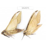 Sphingidae sp. China, Guizhou, Bijie area, Dafang county. 2Pcs. EA2875.