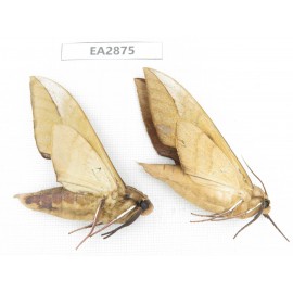 Sphingidae sp. China, Guizhou, Bijie area, Dafang county. 2Pcs. EA2875.