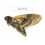 Sphingidae sp. China, Guizhou, Bijie area, Dafang county. 1Pcs. EA2876.
