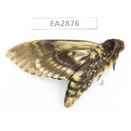 Sphingidae sp. China, Guizhou, Bijie area, Dafang county. 1Pcs. EA2876.