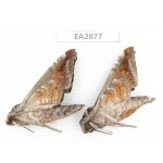 Sphingidae sp. China, Guizhou, Bijie area, Dafang county. 2Pcs. EA2877.