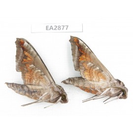 Sphingidae sp. China, Guizhou, Bijie area, Dafang county. 2Pcs. EA2877.