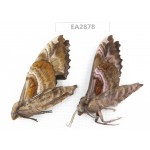 Sphingidae sp. China, Guizhou, Bijie area, Dafang county. 2Pcs. EA2878.