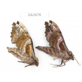 Sphingidae sp. China, Guizhou, Bijie area, Dafang county. 2Pcs. EA2878.