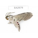 Sphingidae sp. China, Guizhou, Bijie area, Dafang county. 1Pcs. EA2879.