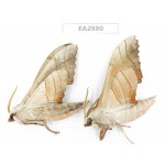 Sphingidae sp. China, Guizhou, Bijie area, Dafang county. 2Pcs. EA2880.