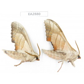 Sphingidae sp. China, Guizhou, Bijie area, Dafang county. 2Pcs. EA2880.