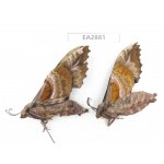 Sphingidae sp. China, Guizhou, Bijie area, Dafang county. 2Pcs. EA2881.