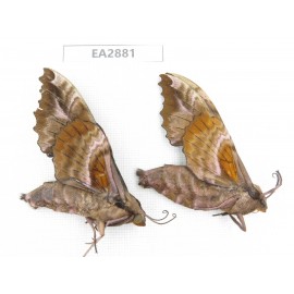 Sphingidae sp. China, Guizhou, Bijie area, Dafang county. 2Pcs. EA2881.