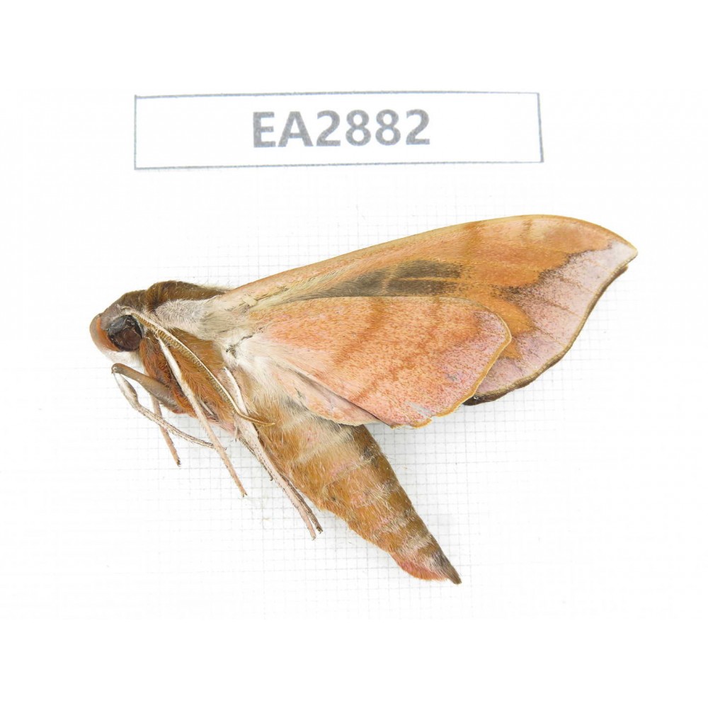 Sphingidae sp. China, Guizhou, Bijie area, Dafang county. 1Pcs. EA2882.