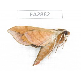 Sphingidae sp. China, Guizhou, Bijie area, Dafang county. 1Pcs. EA2882.