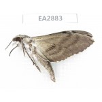 Sphingidae sp. China, Guizhou, Bijie area, Dafang county. 1Pcs. EA2883.