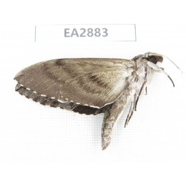 Sphingidae sp. China, Guizhou, Bijie area, Dafang county. 1Pcs. EA2883.