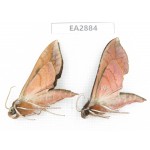 Sphingidae sp. China, Guizhou, Bijie area, Dafang county. 2Pcs. EA2884.