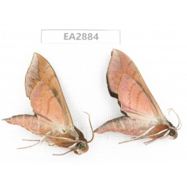 Sphingidae sp. China, Guizhou, Bijie area, Dafang county. 2Pcs. EA2884.