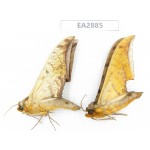 Sphingidae sp. China, Guizhou, Bijie area, Dafang county. 2Pcs. EA2885.