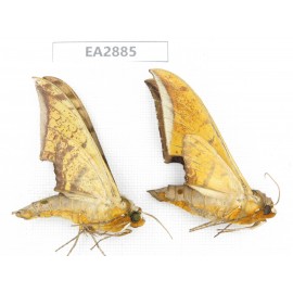 Sphingidae sp. China, Guizhou, Bijie area, Dafang county. 2Pcs. EA2885.