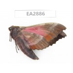 Sphingidae sp. China, Guizhou, Bijie area, Dafang county. 1Pcs. EA2886.