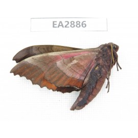 Sphingidae sp. China, Guizhou, Bijie area, Dafang county. 1Pcs. EA2886.