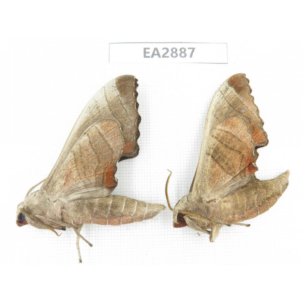 Sphingidae sp. China, Guizhou, Bijie area, Dafang county. 2Pcs. EA2887.