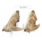 Sphingidae sp. China, Guizhou, Bijie area, Dafang county. 2Pcs. EA2887.