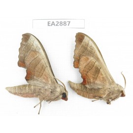 Sphingidae sp. China, Guizhou, Bijie area, Dafang county. 2Pcs. EA2887.