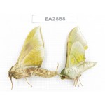 Sphingidae sp. China, Guizhou, Bijie area, Dafang county. 2Pcs. EA2888.